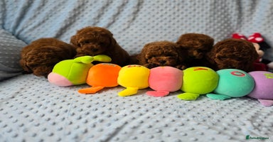 Toy Poodle dogs - Advert 10