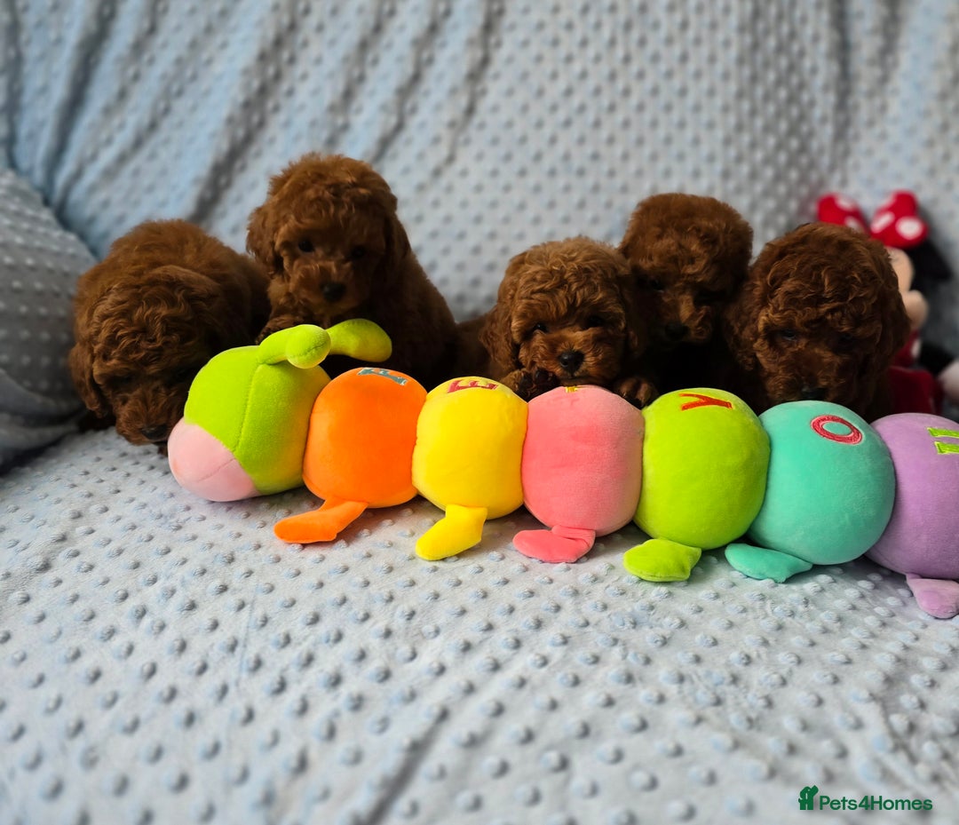 Toy Poodle dogs for sale: Toy poodle  K C Registered  - Image 11