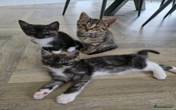 Mixed Breed cats for sale: 5 Beautiful Kittens - Image 10