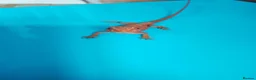 Bearded Dragon reptiles for sale: Bearded dragon  in Ashford - Advert 7