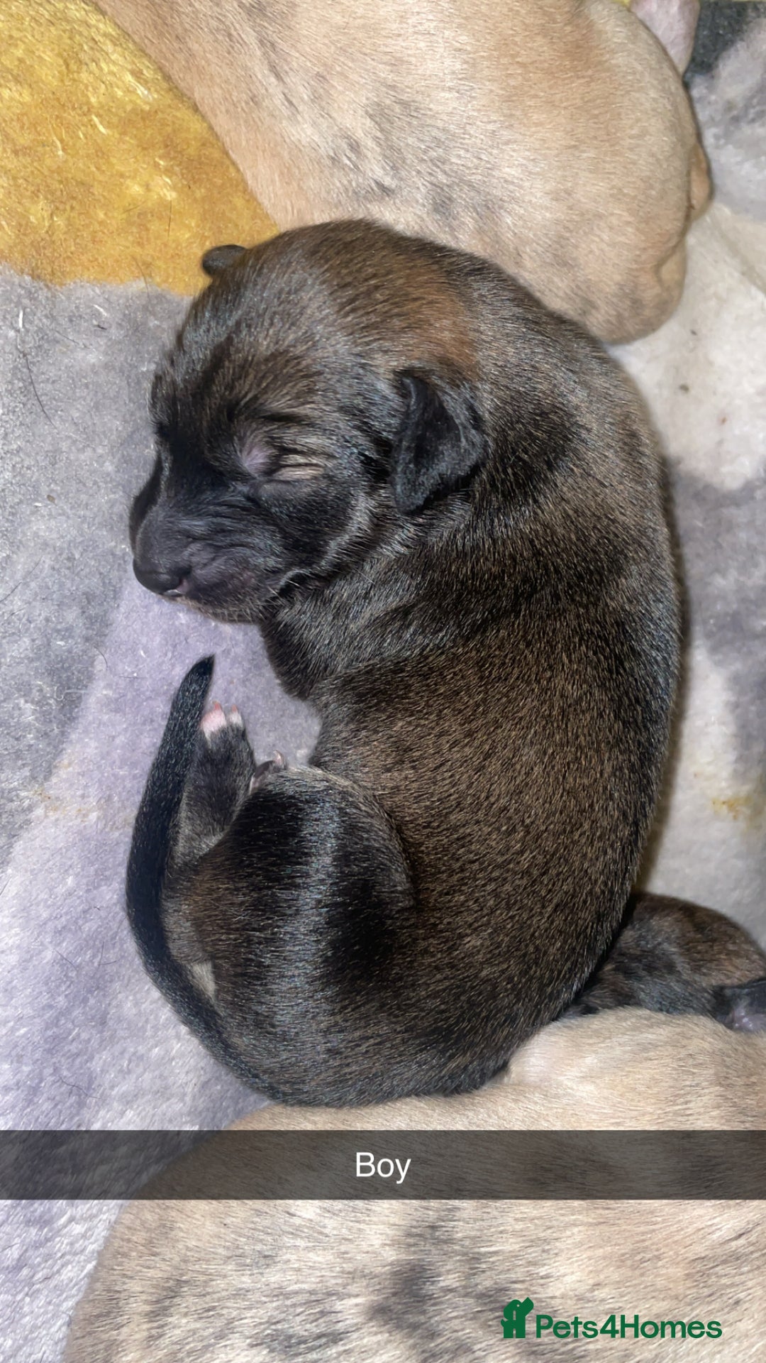 Mixed Breed dogs for sale: Stunning saluki greyhound puppies.  - Advert 7