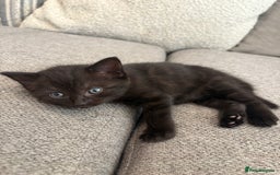 British Shorthair cats for sale: 2 half british short hair kittens left - Image 6