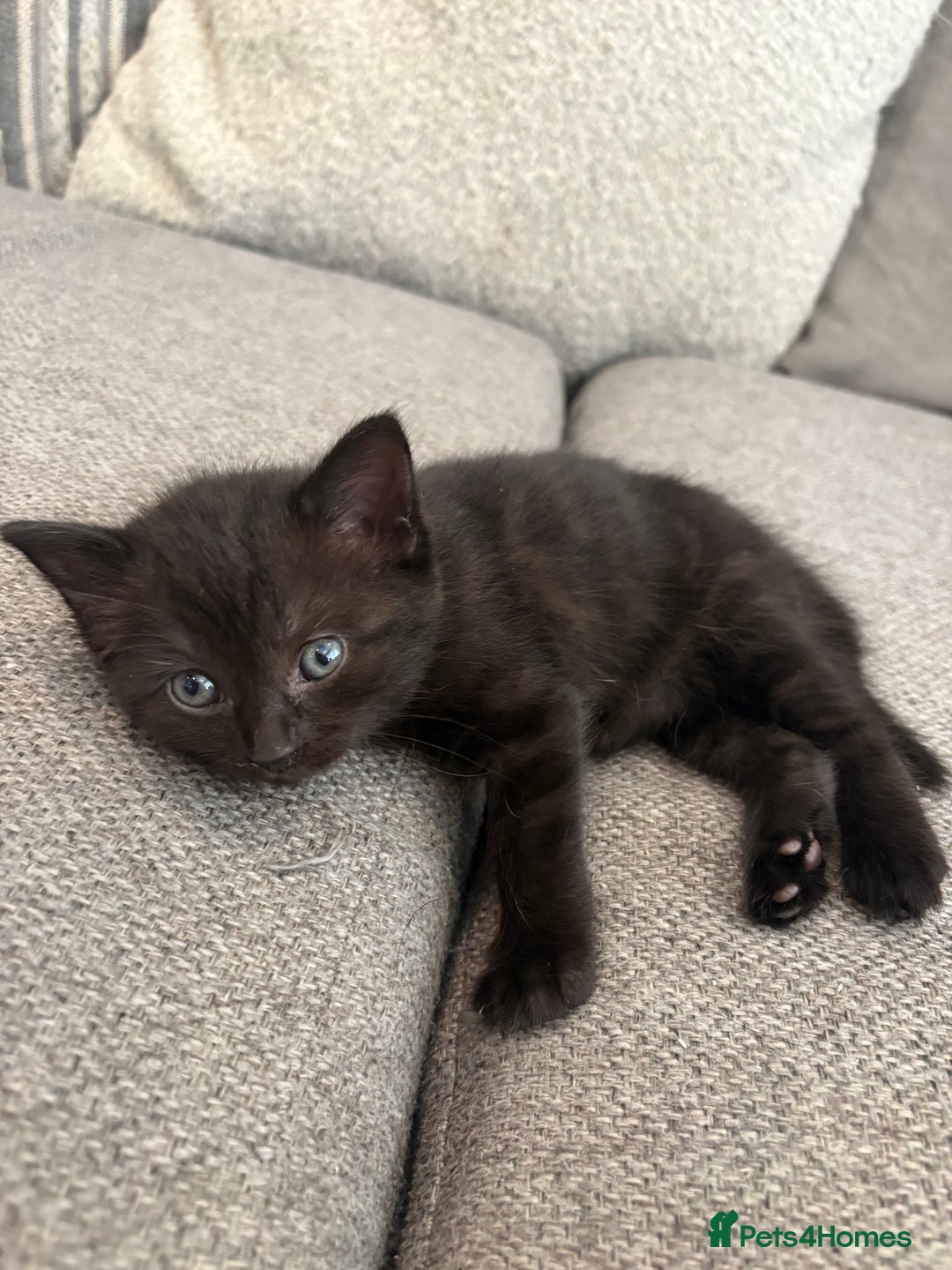British Shorthair cats for sale: 2 half british short hair kittens left - Image 6