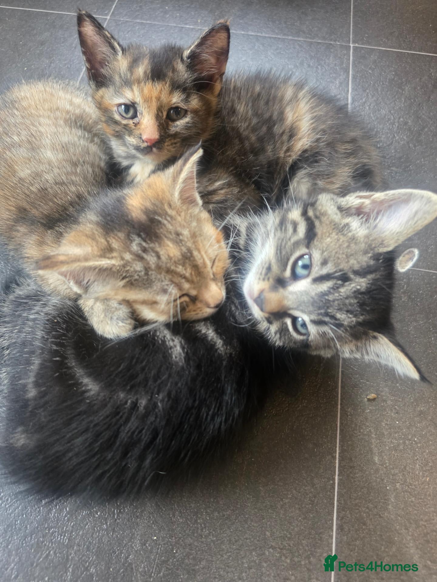 Mixed Breed cats 2 beautiful babies looking for forever homes - Advert 1