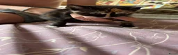 Mixed Breed cats for sale: 2 stunning mixed breed kittens  - Advert 12