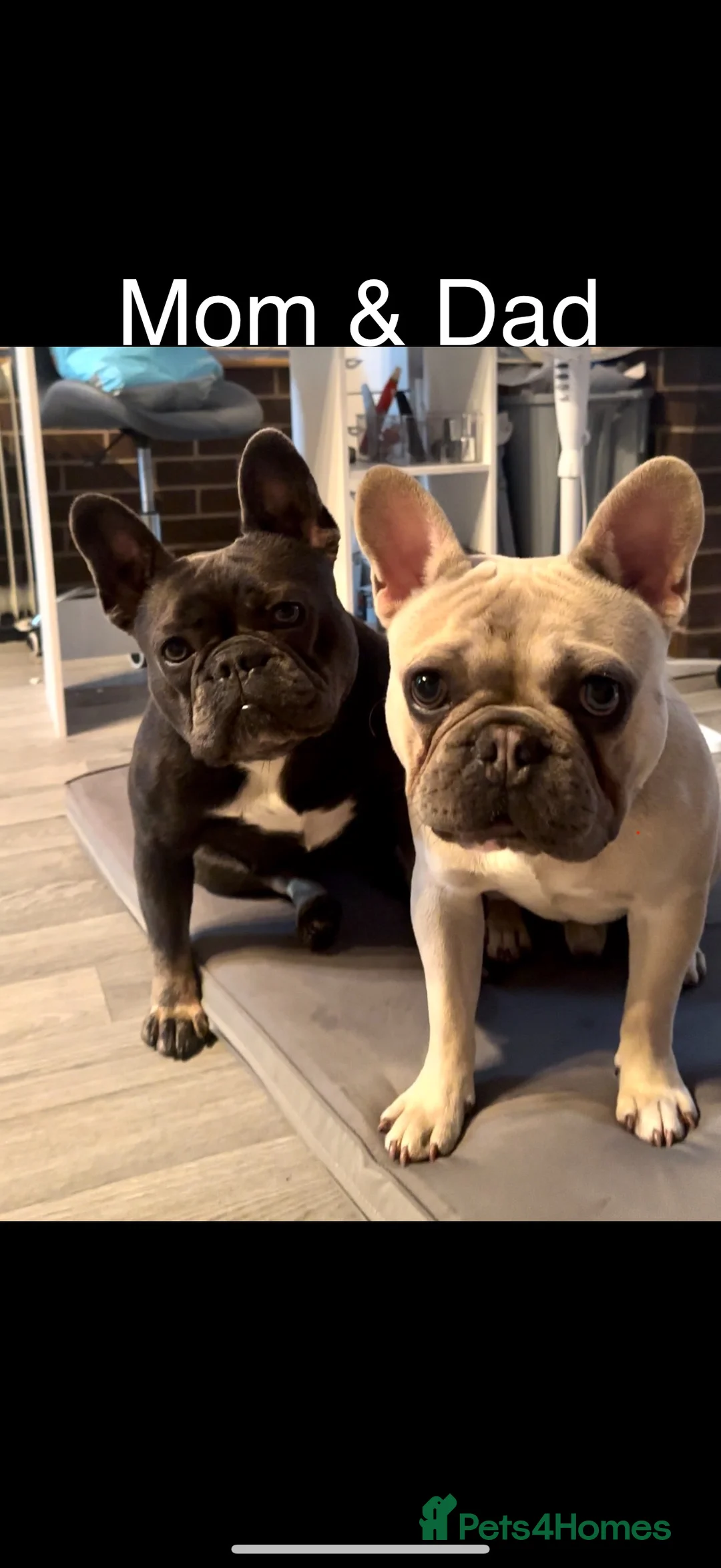 French Bulldog dogs for sale: French bull dog puppies ONLY 2 MALES LEFT - Advert 6