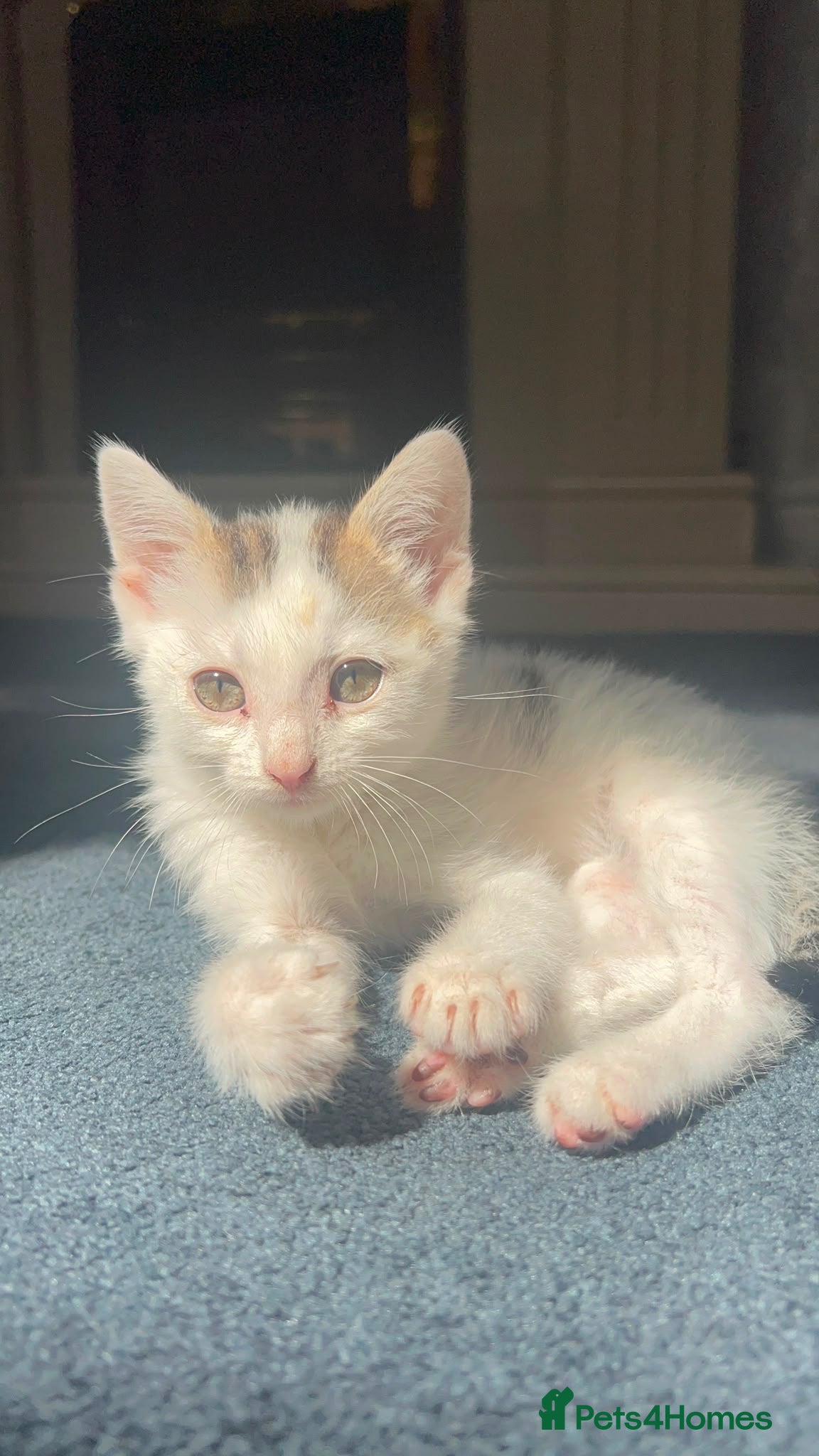 Domestic Shorthair cats Male kitten  - Advert 16