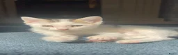 Domestic Shorthair cats for sale: Male kitten  - Advert 1