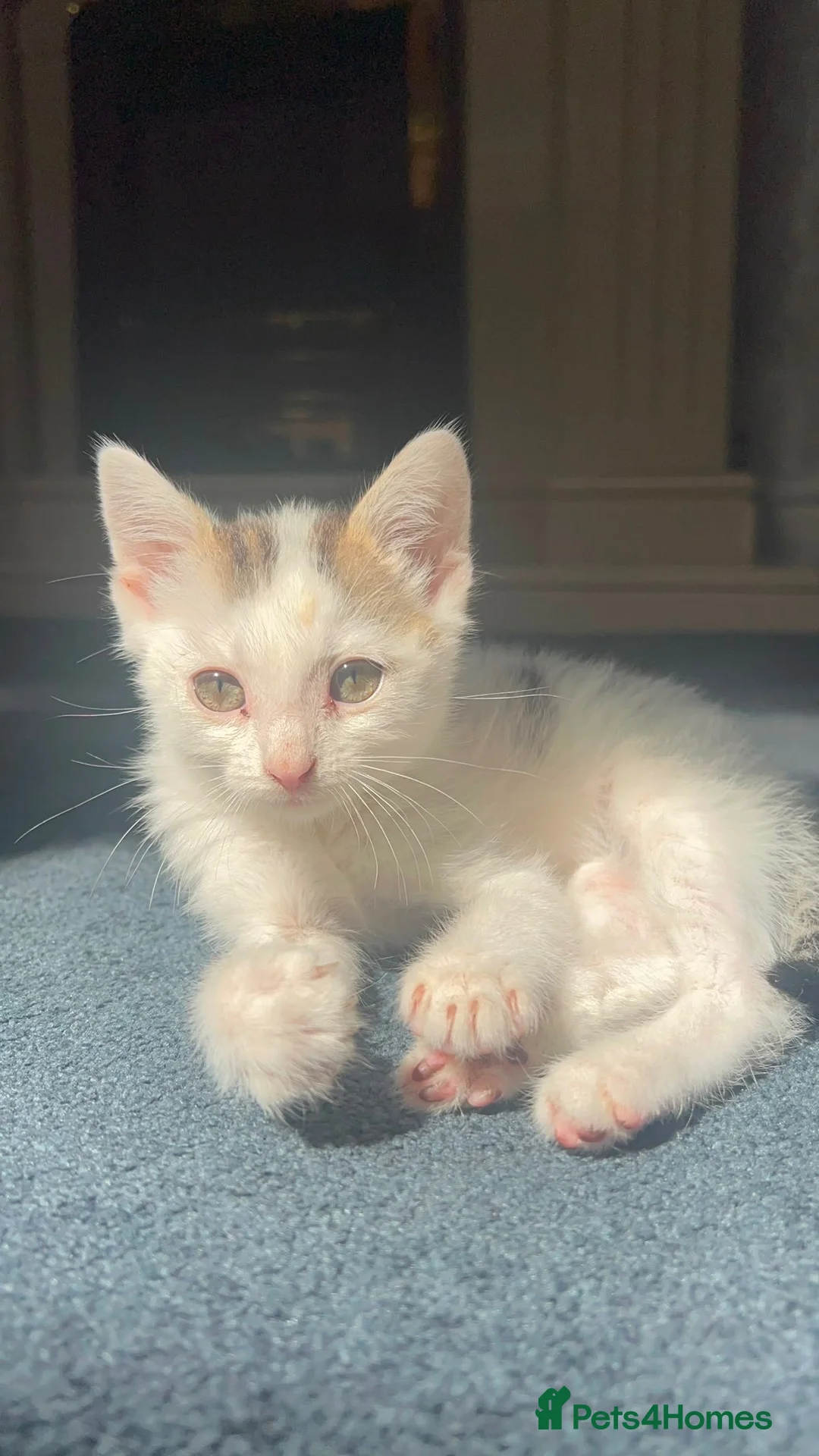 Domestic Shorthair cats for sale: Male kitten  - Advert 1