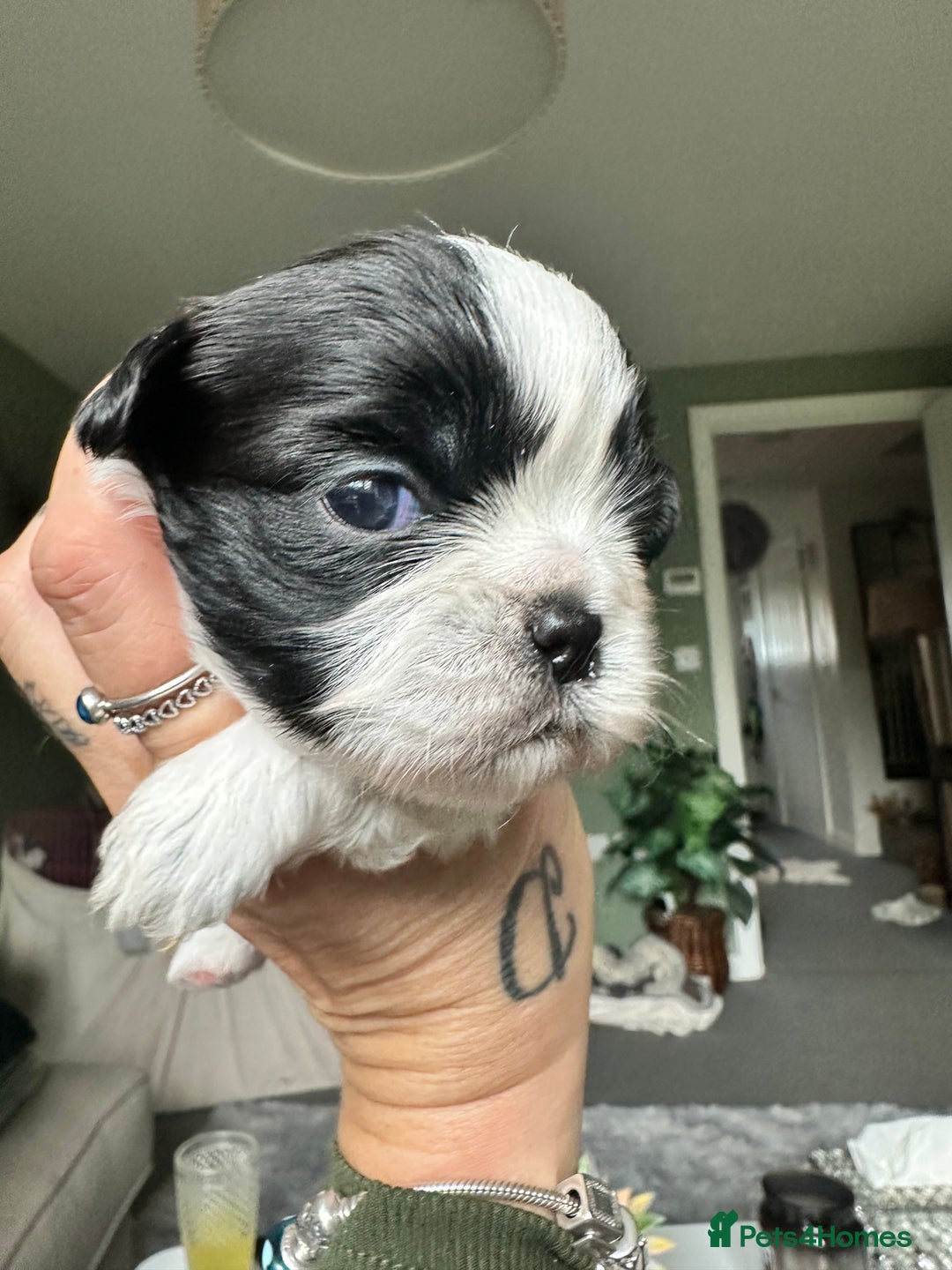 Shih Tzu dogs for sale: 5 Beautiful shihtzu  puppies for sale 2xM 3xF - Image 20