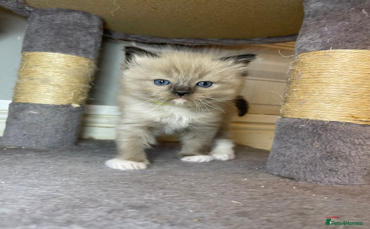 Ragdoll cats - Advert 1