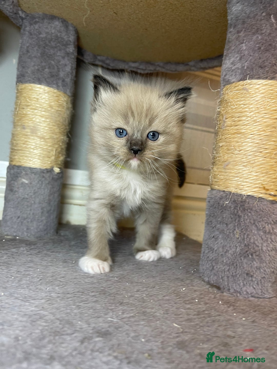 Ragdoll cats for sale: Pedigree Cherubim Ragdoll Kittens💫 - Image 1