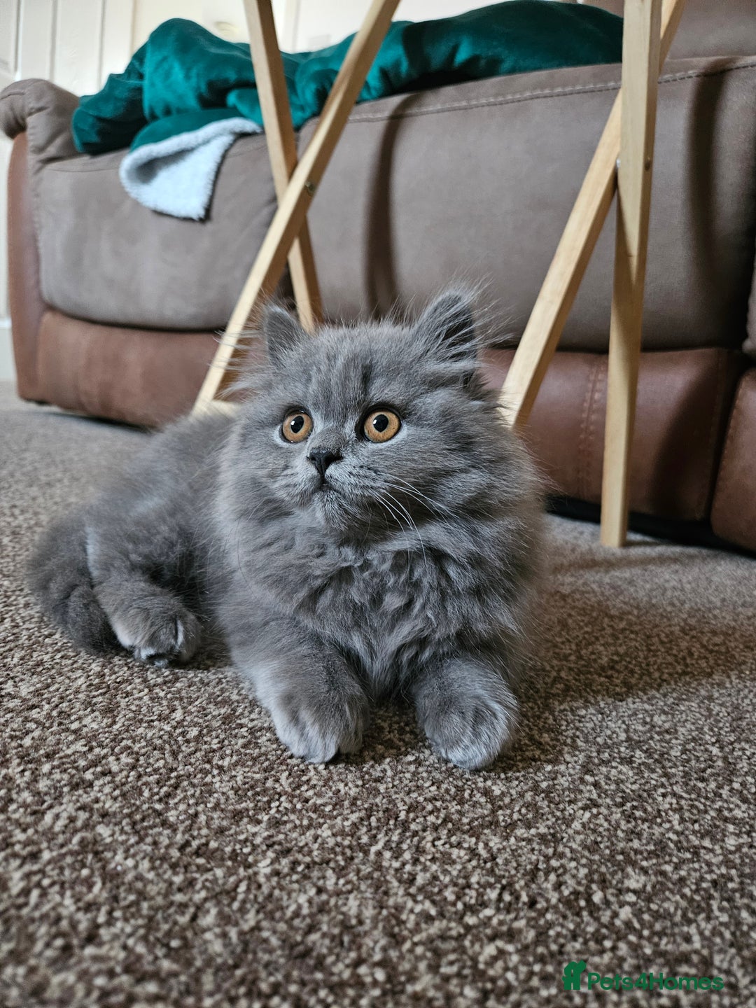 British Longhair cats for sale: Gorgeous GCCF long-haired British girl  - Image 17