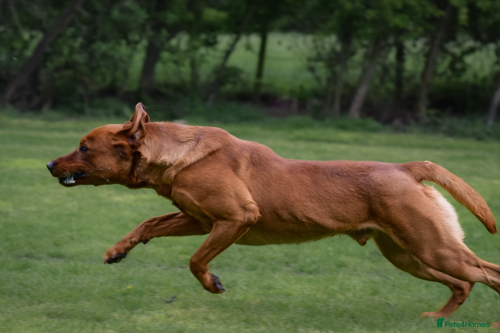 Labrador Retriever dogs Fox Red Labrador Stud Dog Available for studding - Advert 2