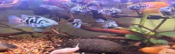 Other/Mixed Breed fish for sale: Blue parrotfish in London - Advert 4