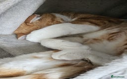 Mixed Breed cats for adoption: Male Rescue Cat for Indoor Adoption - Image 2