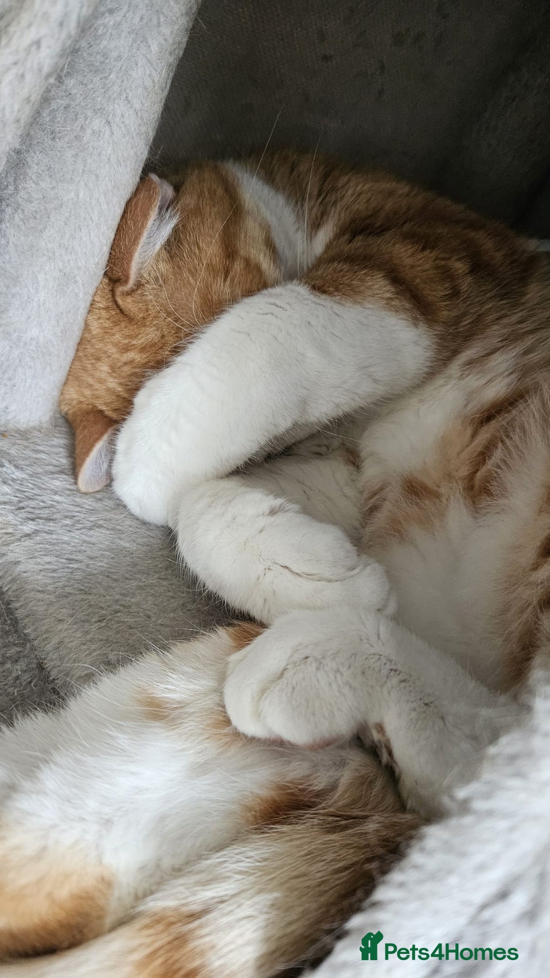 Mixed Breed cats for adoption: Male Rescue Cat for Indoor Adoption - Image 2