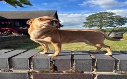 Chihuahua dogs for sale: 💥adorable puppies💥 - Image 2