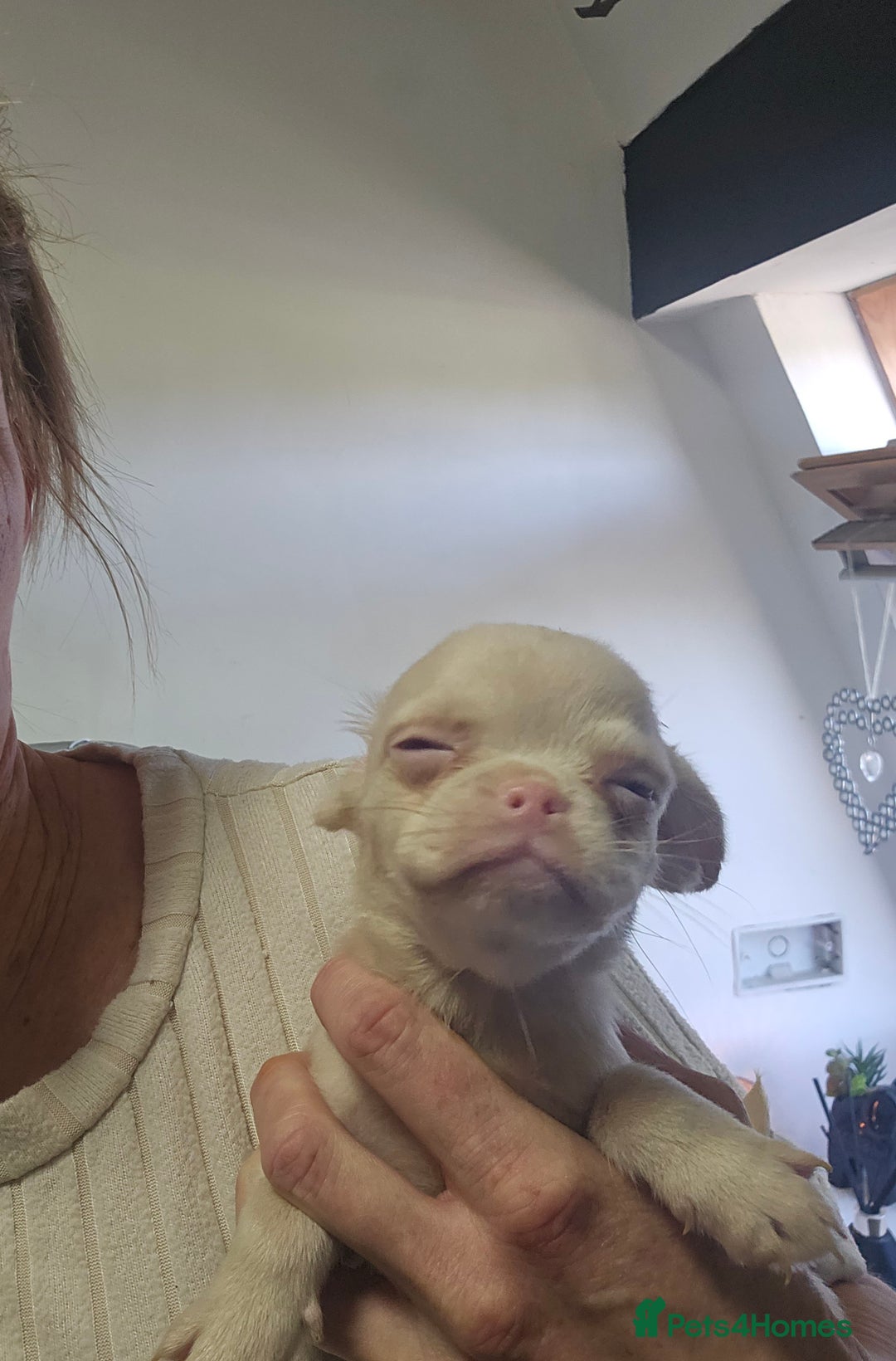 Pug dogs for sale: Stunning quality frug puppies -SOLD - Image 2