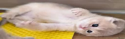 Scottish Fold cats for sale: Exceptional Blue Golden Scottish Fold & Straight🐱 - Advert 4