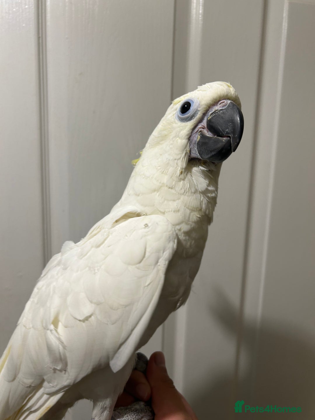 Parrots birds for sale: Hand Reared Baby Triton Cockatoo - Image 5