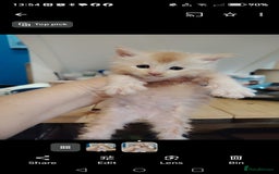 Maine Coon cats for sale: Home raised stunning Mainecoon boys. - Image 33