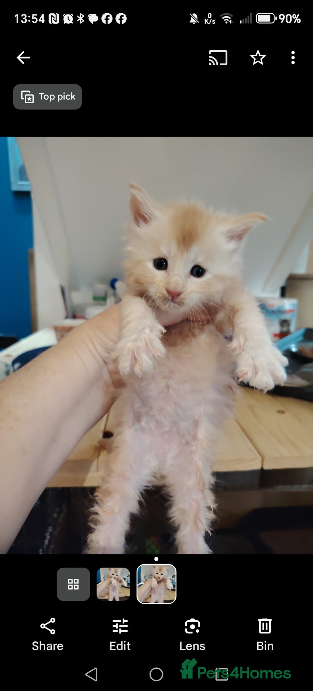 Maine Coon cats for sale: Home raised stunning Mainecoon boys. - Image 33