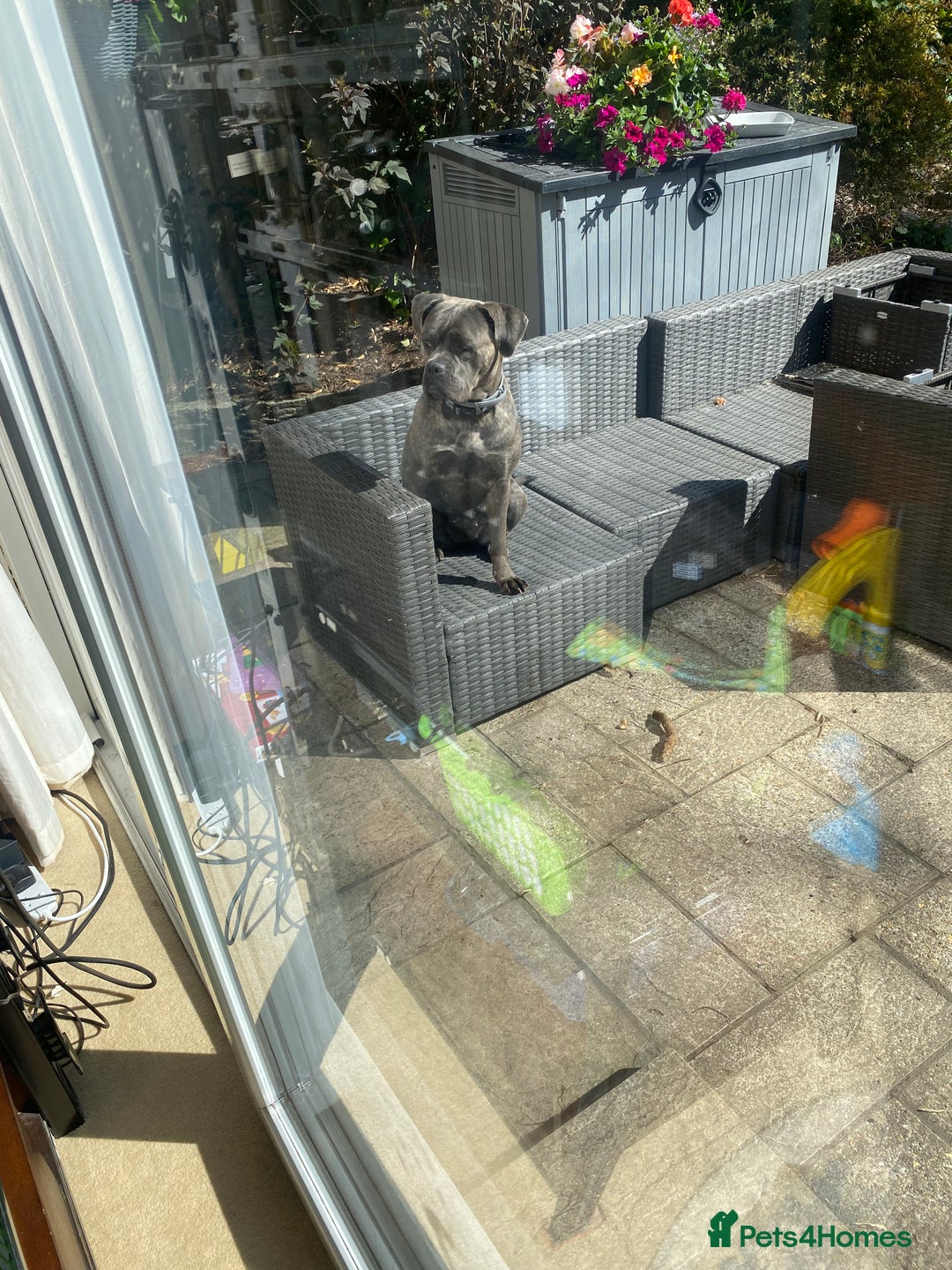 Cane Corso dogs for sale: Bonnie  - Image 3