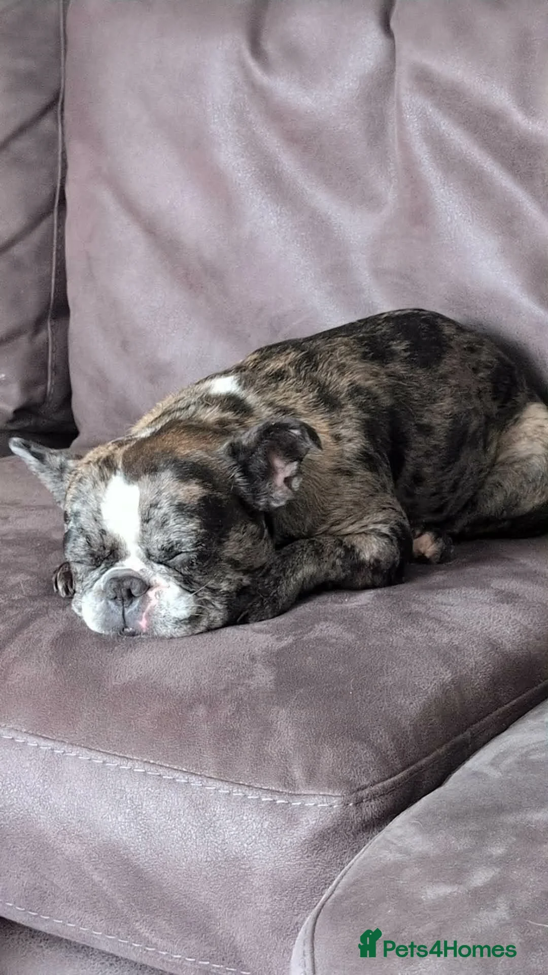 French Bulldog dogs for sale: Luna 2 year old French bulldog  - Advert 8