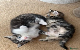 Persian cats for sale: Half Persian Ragdoll Kottens  - Image 7