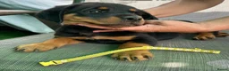 Rottweiler dogs for sale: Devoted Rottweiler Puppies in Southampton - Advert 4