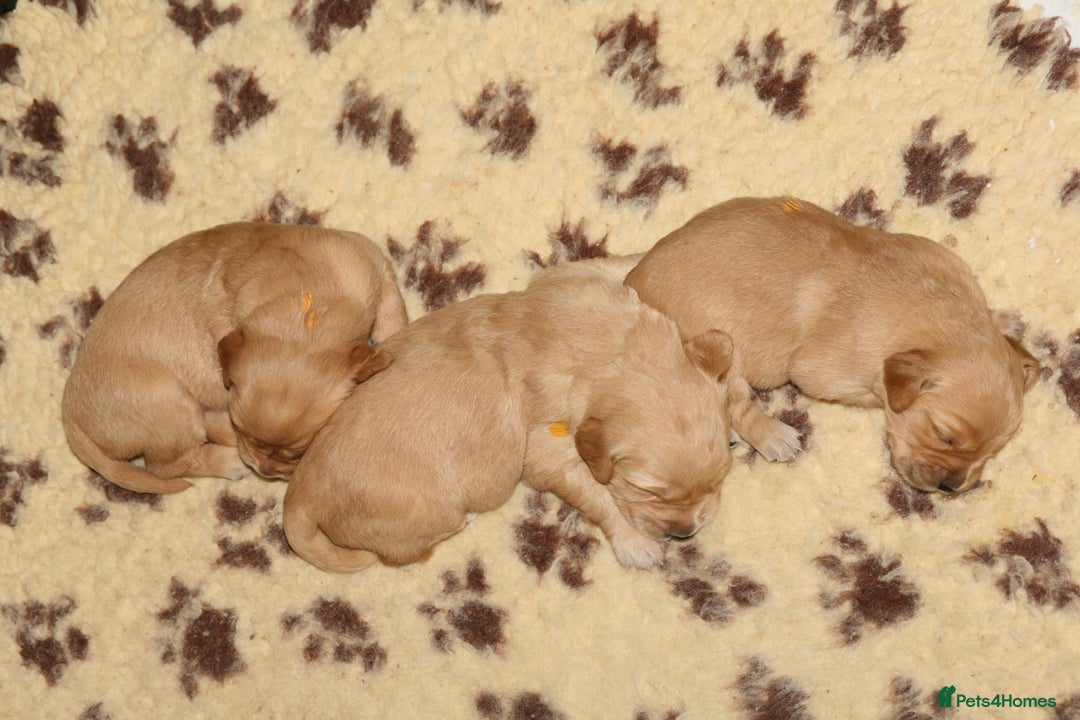 Golden Retriever dogs for sale: Golden colour KC reg Golden Retriever pups -1 LEFT - Advert 9