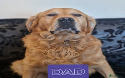 Golden Retriever dogs for sale: 🐾Pure Golden retrievers puppy🐾 - Image 31