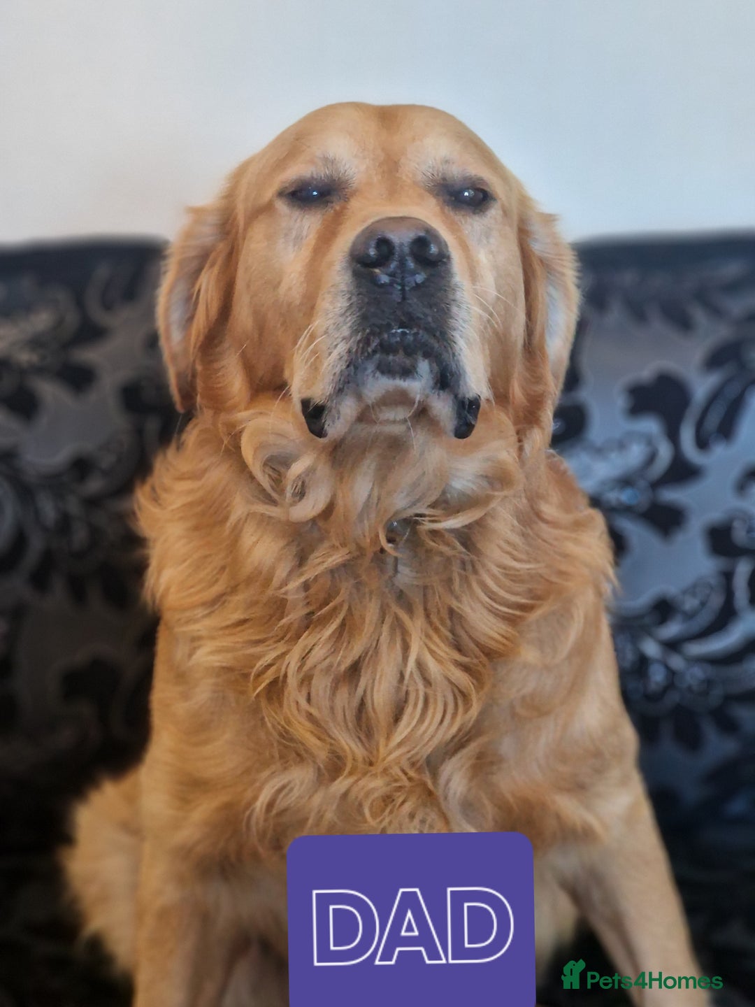 Golden Retriever dogs for sale: 🐾Pure Golden retrievers puppy🐾 - Image 31