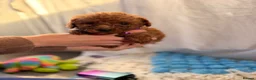 Cockapoo dogs for sale: 🐾 Beautiful Cheeky Cockapoos 🐾 - Advert 32