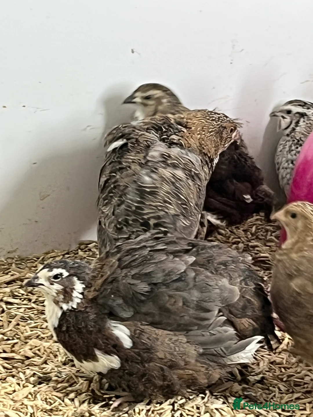 Quail poultry for sale: Quails - Advert 3