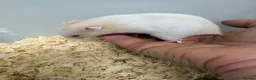 Hamster rodents for sale: Baby Syrian hamsters - Advert 9