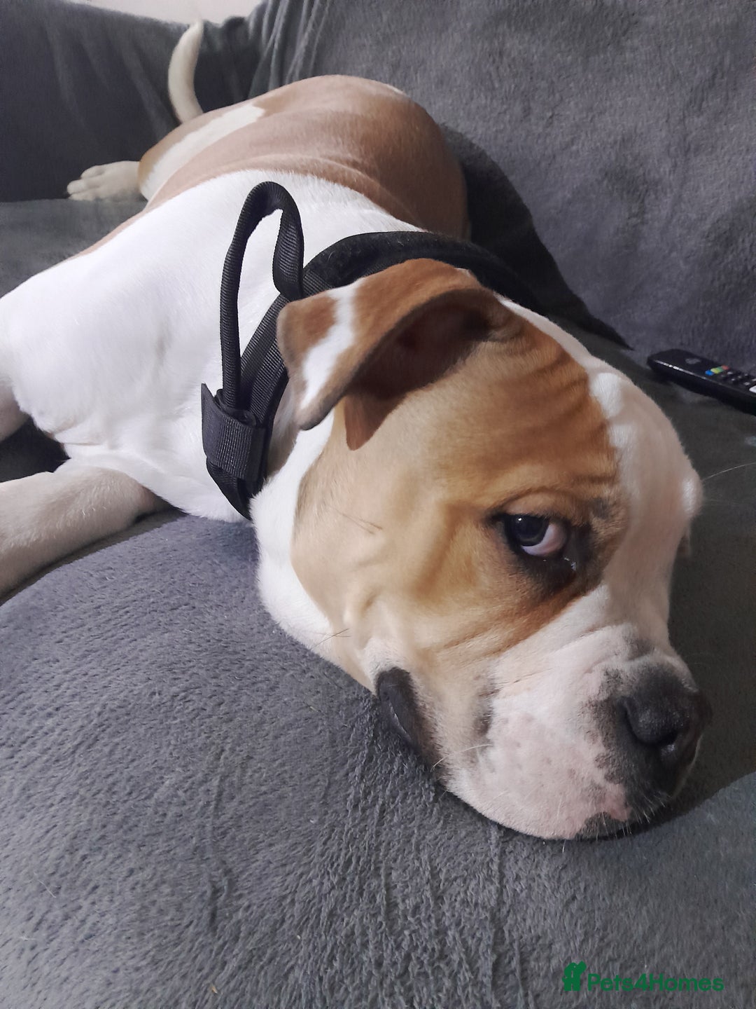 Mixed Breed dogs for sale: 7month old american bulldog cross olde thyme  - Image 3