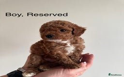 Toy Poodle dogs for sale: *STUNNING TOY POODLE PUPPIES* - Image 4
