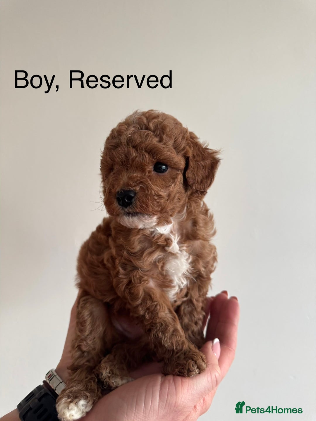 Toy Poodle dogs for sale: *STUNNING TOY POODLE PUPPIES* - Image 4
