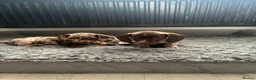 Miniature Dachshund dogs for sale: Miniature dachshund  in Saint Helens - Advert 4