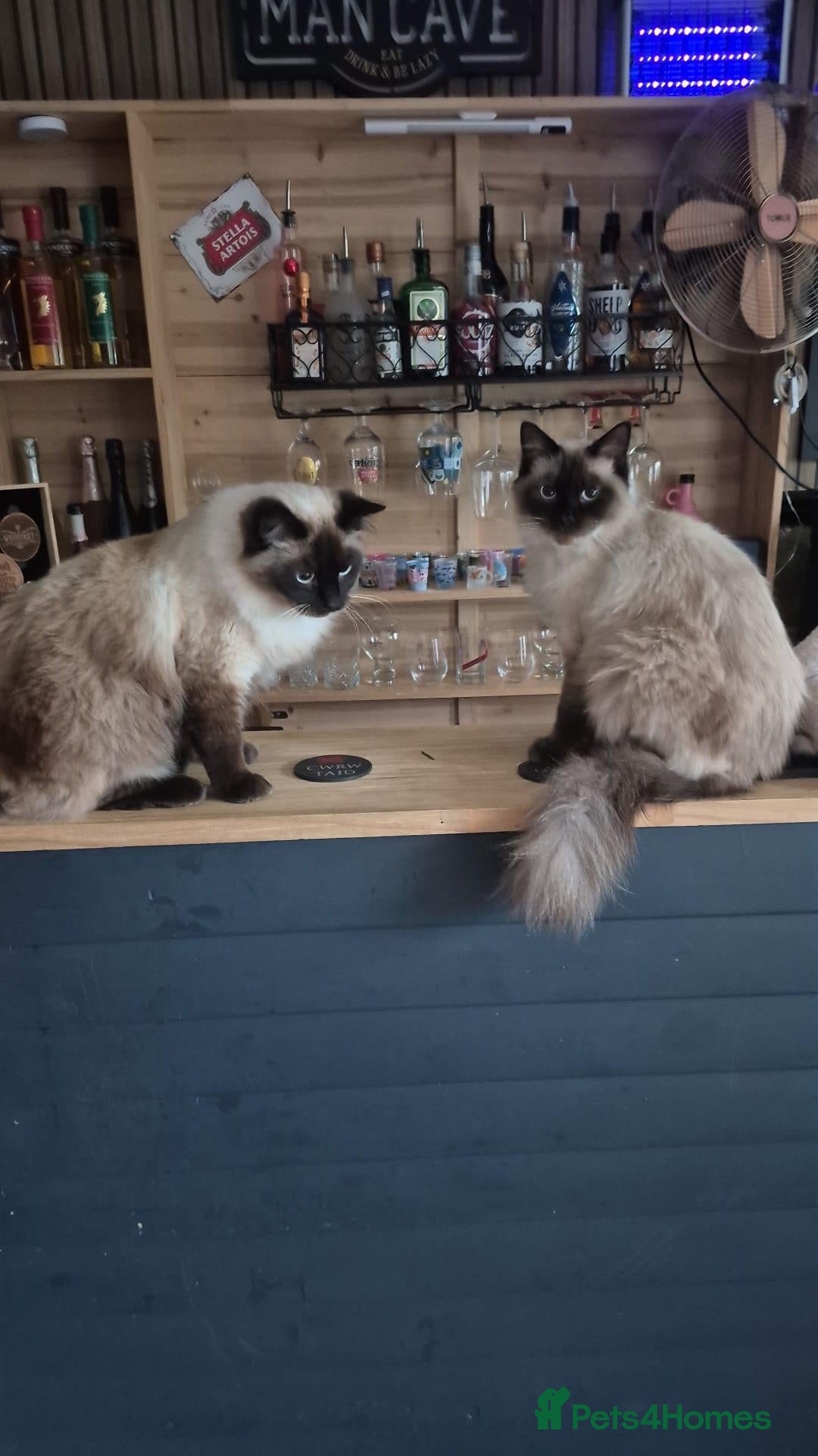 Ragdoll cats Male brothers Rag Doll  - Advert 9