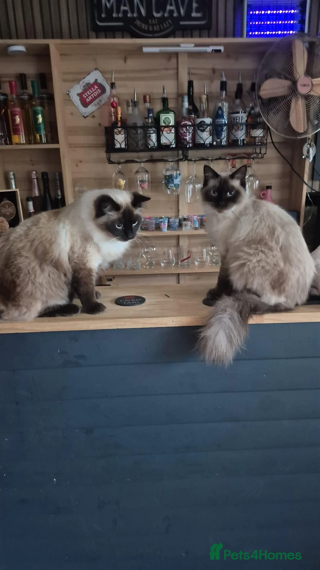 Ragdoll cats for sale: Male brothers Rag Doll  - Advert 1