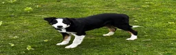 Border Collie dogs for sale: 9 month old male Border Collie  - Advert 9