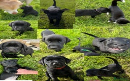Labrador Retriever dogs for sale: 10 Beautiful black Labrador puppies - Image 1