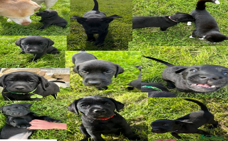 Labrador Retriever dogs - Advert 2