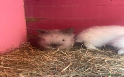Lionhead rabbits for sale: One male left. Blue eyes. Orange and white - Image 25