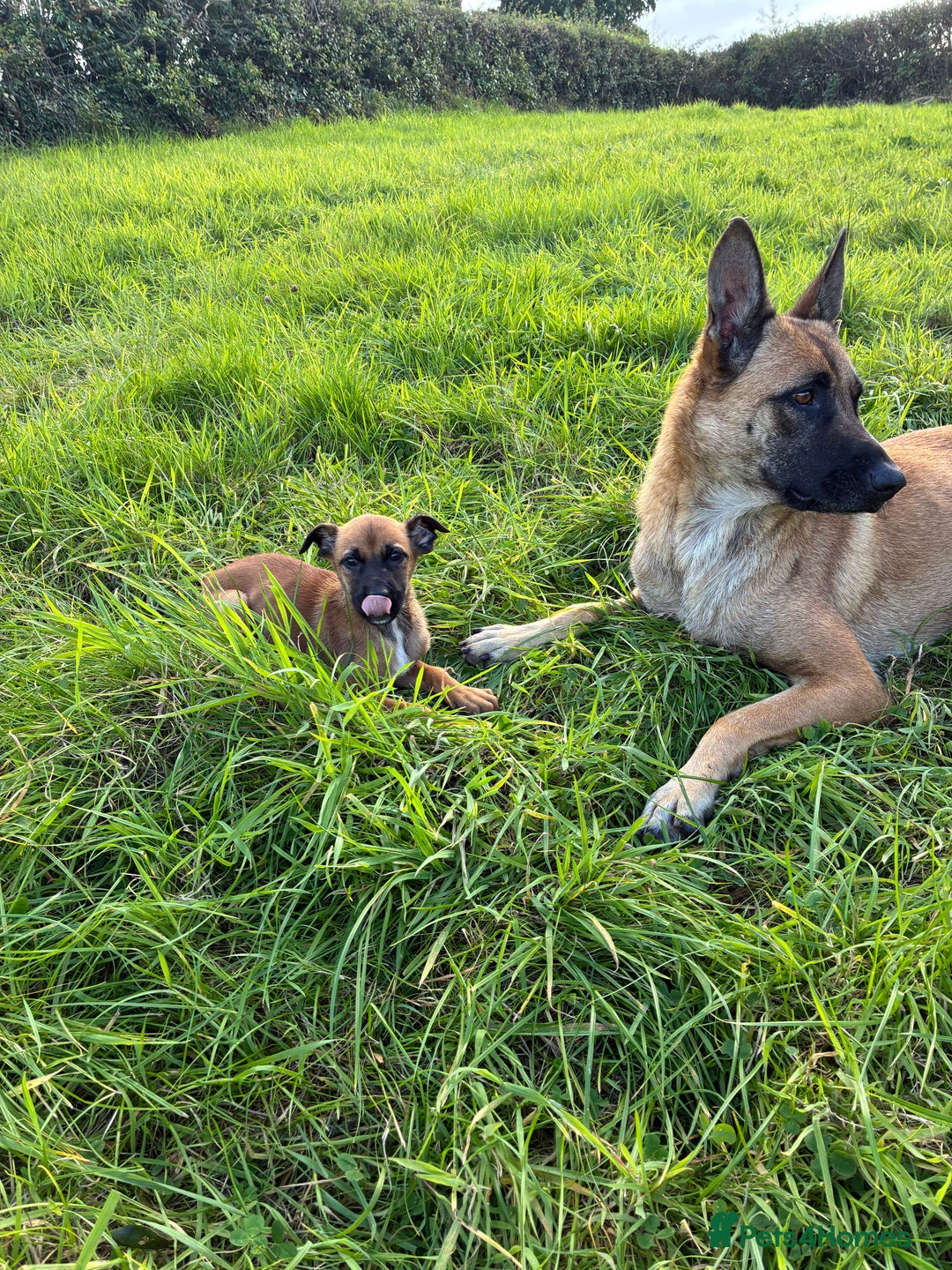 German Shepherd dogs for sale: Belgian Malinois  - Image 1