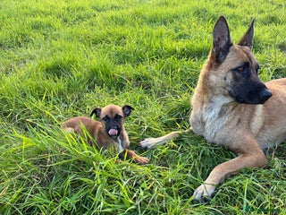 German Shepherd dogs - Advert 35