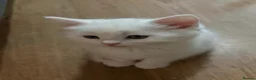 Mixed Breed cats for sale: Phillis beautiful white kitten  - Advert 3